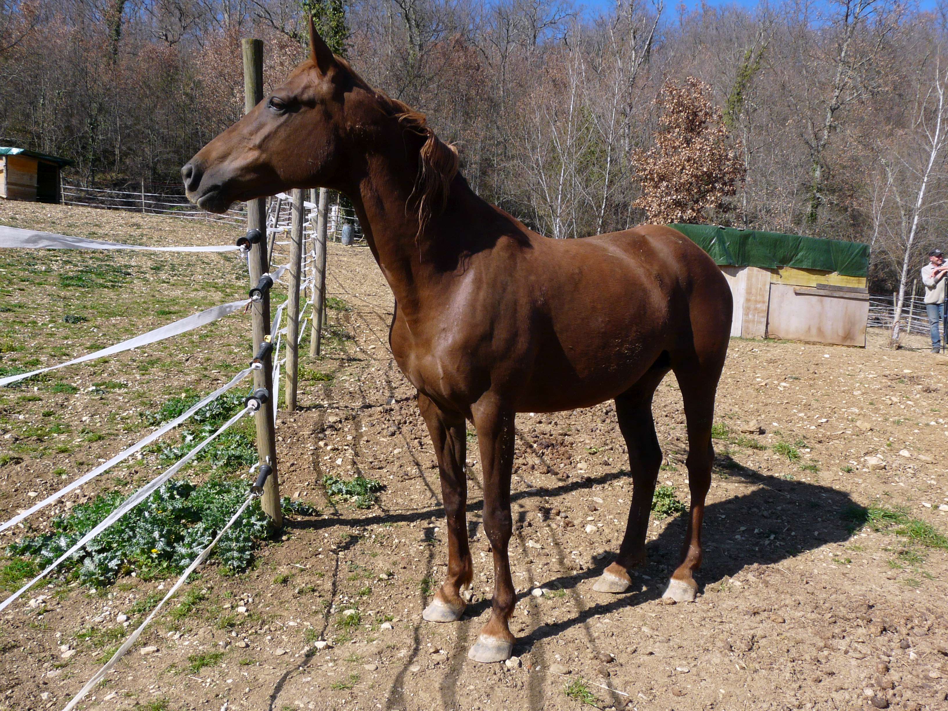 Corona XIV ed il suo puledro nato a Marzo del 2023